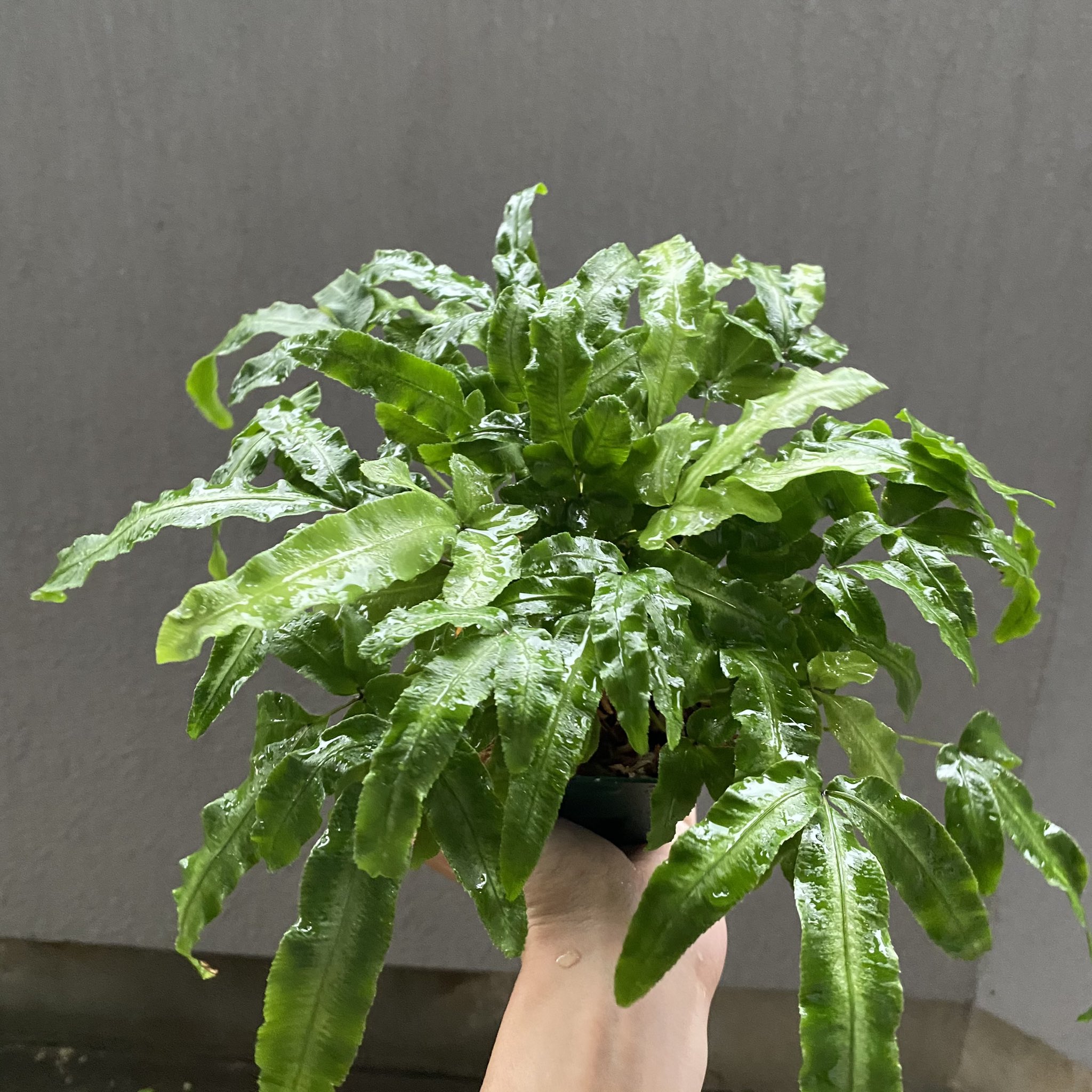 Tom Gr プテリス 一年半くらいになります 一時は勢力が半分以下にまでなりましたが 見事復活 本気で大きくしてみようかな プテリス シダ イノモトソウ Pteris 観葉植物 T Co Uifu0mdbtm Twitter