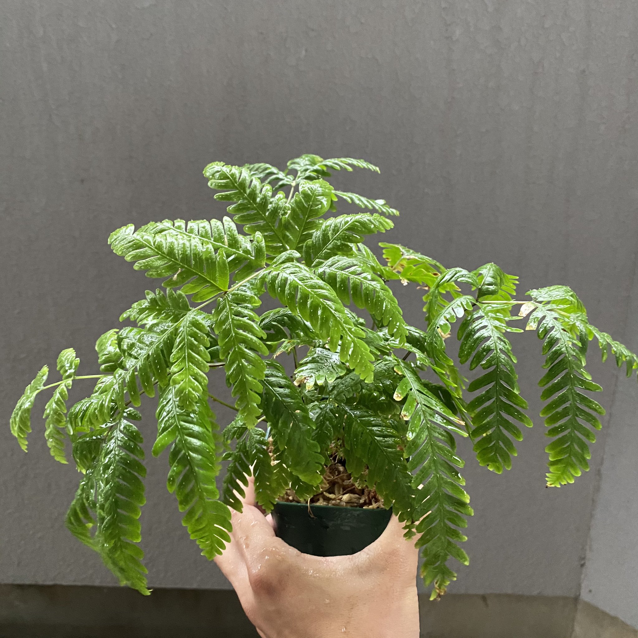 Tom Gr プテリス 一年半くらいになります 一時は勢力が半分以下にまでなりましたが 見事復活 本気で大きくしてみようかな プテリス シダ イノモトソウ Pteris 観葉植物 T Co Uifu0mdbtm Twitter