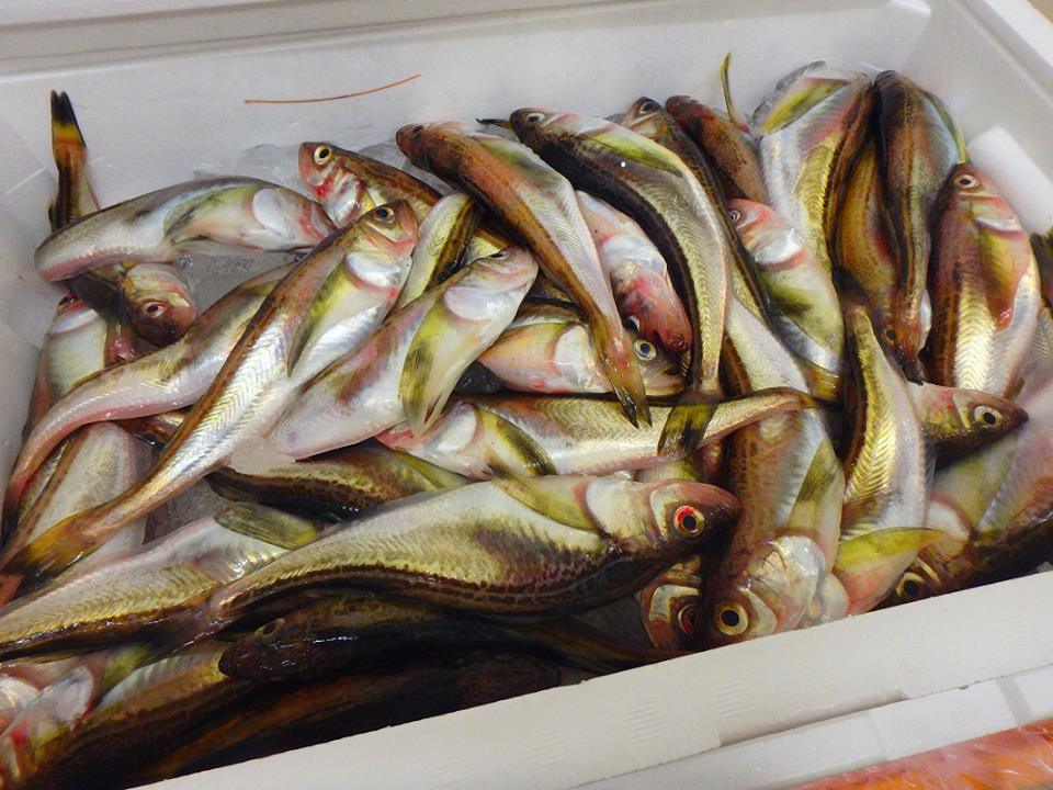 ト一屋 酒田 本日のおすすめのお魚 1 本日みずほ通り店鮮魚売場では 12 1限り 庄内産 はたはた 3 5尾 1パック 450円 税 はたはた の美味しい時期です ぶりこ をたっぷりと抱えてきました 湯揚げや田楽でどうぞ ぜひお惣菜 ト一屋 酒田 本日のおすすめのお魚 1 本日みずほ通り店鮮魚売場では 12 1限り 庄内産 はたはた 3 5尾 1パック 450円 税 はたはた の美味しい時期です ぶりこ をたっぷりと抱えてきました 湯揚げや田楽でどうぞ ぜひお惣菜