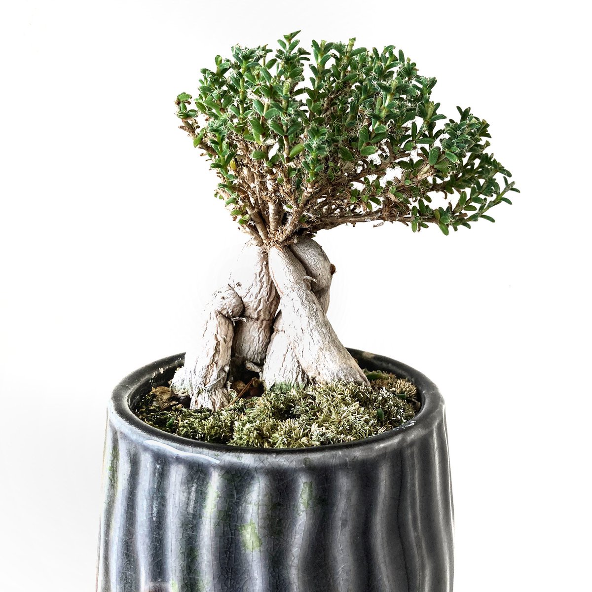 アットトリップ Attrip 少しだけ散髪 盆栽として楽しむためにハサミを入れました Trichodiadema Bulbosum トリコディアデマ 姫紅小松 Succulents Plants 山ゴケ 多肉盆栽 コーデックス ボタニカルライフ 塊根植物 塊根 多肉植物 植物