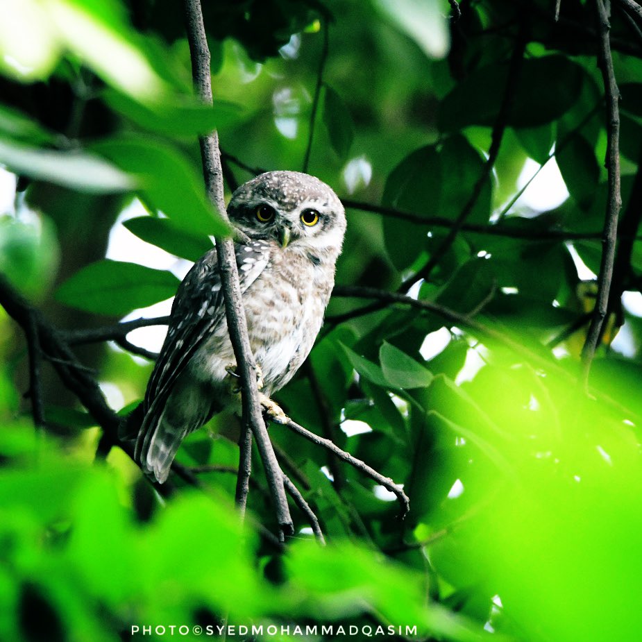 EvolveLeadLove's tweet photo. Away from din of savagery of humans,I sought moments of peace in a dense corner of #SunderNursery .I was greeted by these magnificent piercing eyes of an Owl whose tribe is on high alert  from hunters who capture&amp;sell these birds to #Tantriks around Diwali
#StoriesOfTreesOfDelhi https://t.co/q7UMyAm2G0