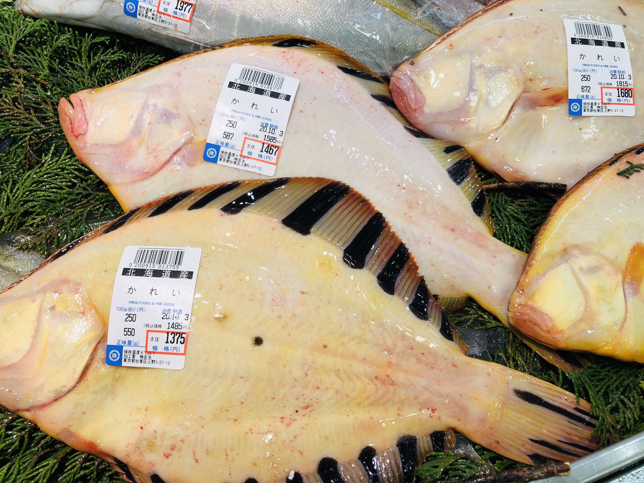 吉池 北海道産 マツカワカレイ入荷です T Co Rm6devqli3 Twitter 吉池 北海道産 マツカワカレイ入荷です T Co Rm6devqli3 Twitter