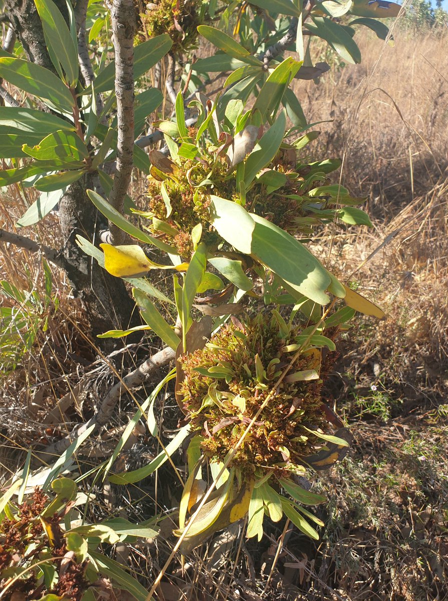 MartiBlom's tweet photo. Red new growth on Protea caffra and a 3m tree. I don't know what to make of the clumping growth on some of the trees? #BotanyOnTheRun #Magaliesberg https://t.co/80que34cr8