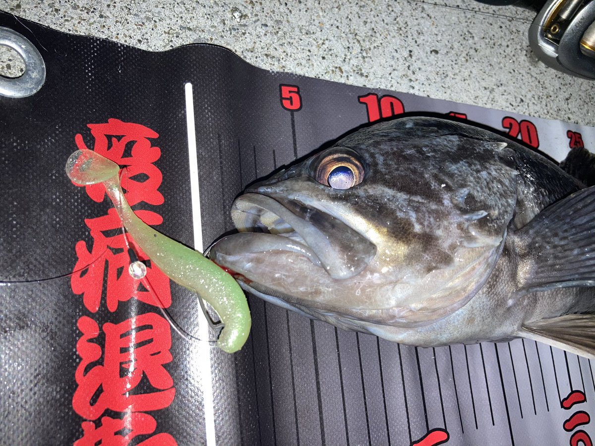 工藤昌嗣 ナイトロ文句無し ドライブシャッド3 5ノーシンカーでボコボコ Max37cm 浦川プロのカラーやばいんです ドライブクロー3ソルトカラーのピンクバックグローでも尺超えがっつり釣れました Osp ルアー屋さん ドライブシャッド