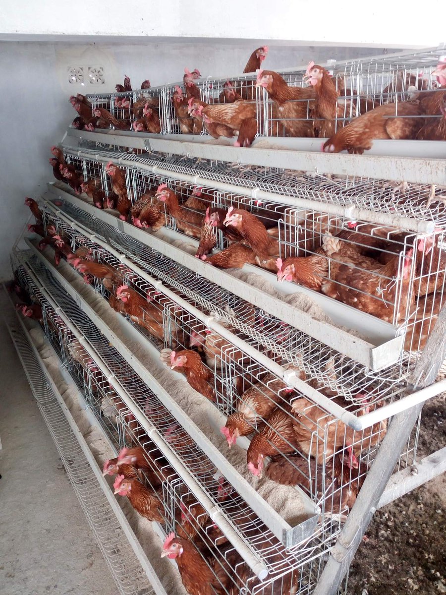 Agriculture forms a significant portion of the economies of all African countries, as a sector it can therefore contribute towards major continental priorities such as eradicating poverty and hun- ger, boosting intra-Africa trade
#ThursdayMotivation #FatumaGedi #MainaAndKingangi