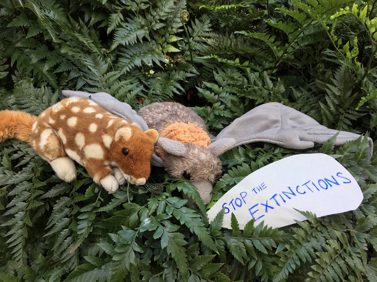 LawFelicity's tweet image. We need stronger laws to protect our unique wildlife!
We must stop logging our native forest homes for paper &amp;amp; cardboard pulp. 
#stopNativeForestLogging #australiananimalsNeedHomes 
#ExtinctionisForever
#PlushieProtest