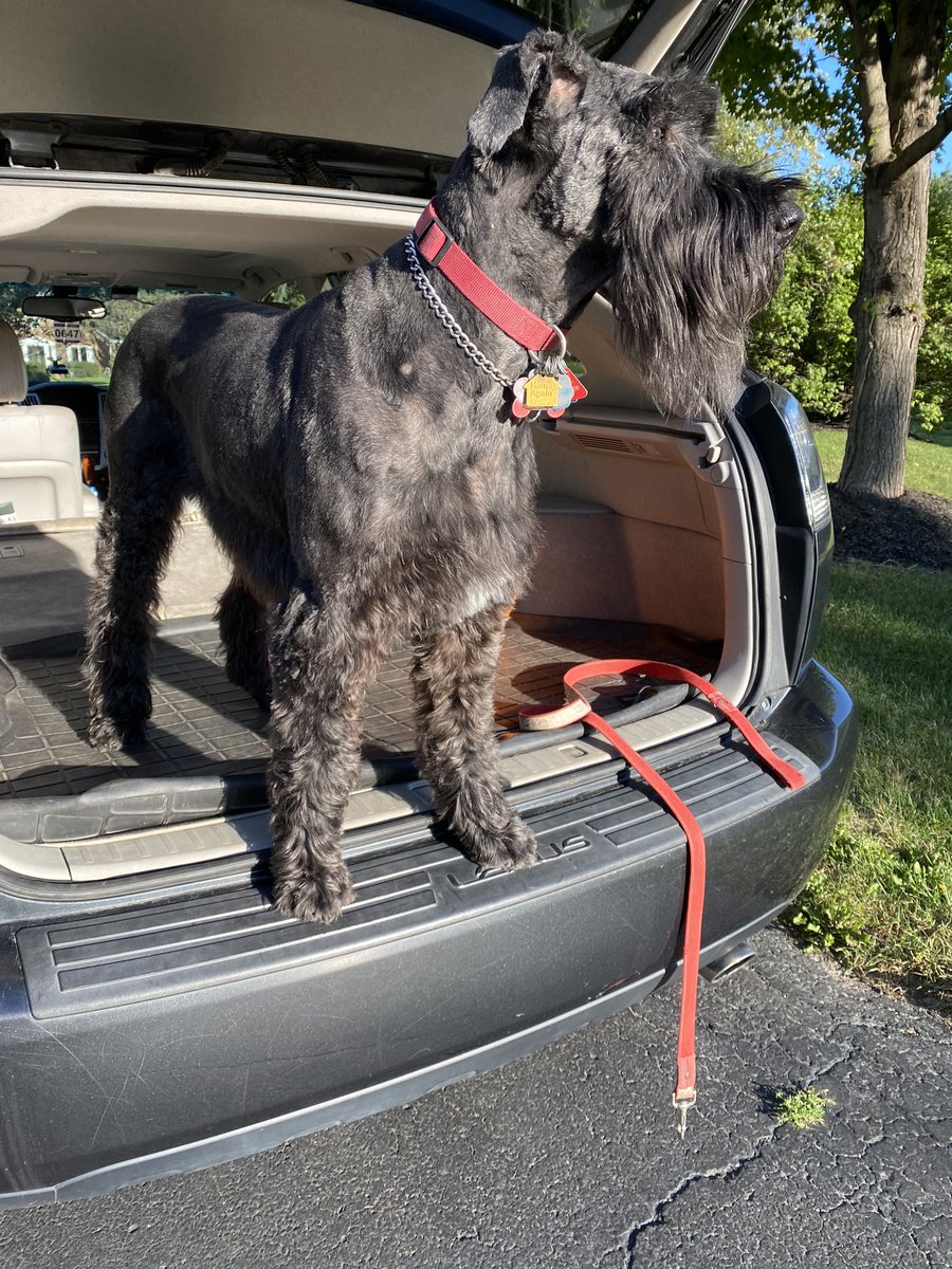 Back from me spa day @ #SilverDogGrooming I luv Rafael 🥰