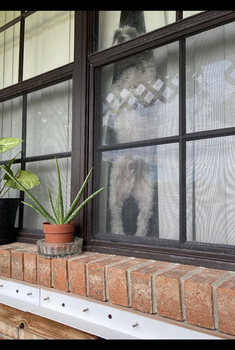 paulette01234's tweet image. My #picture for today. A 🐶 name Sugar knows my name.🐶 #Pwow
🇺🇸✍🏽