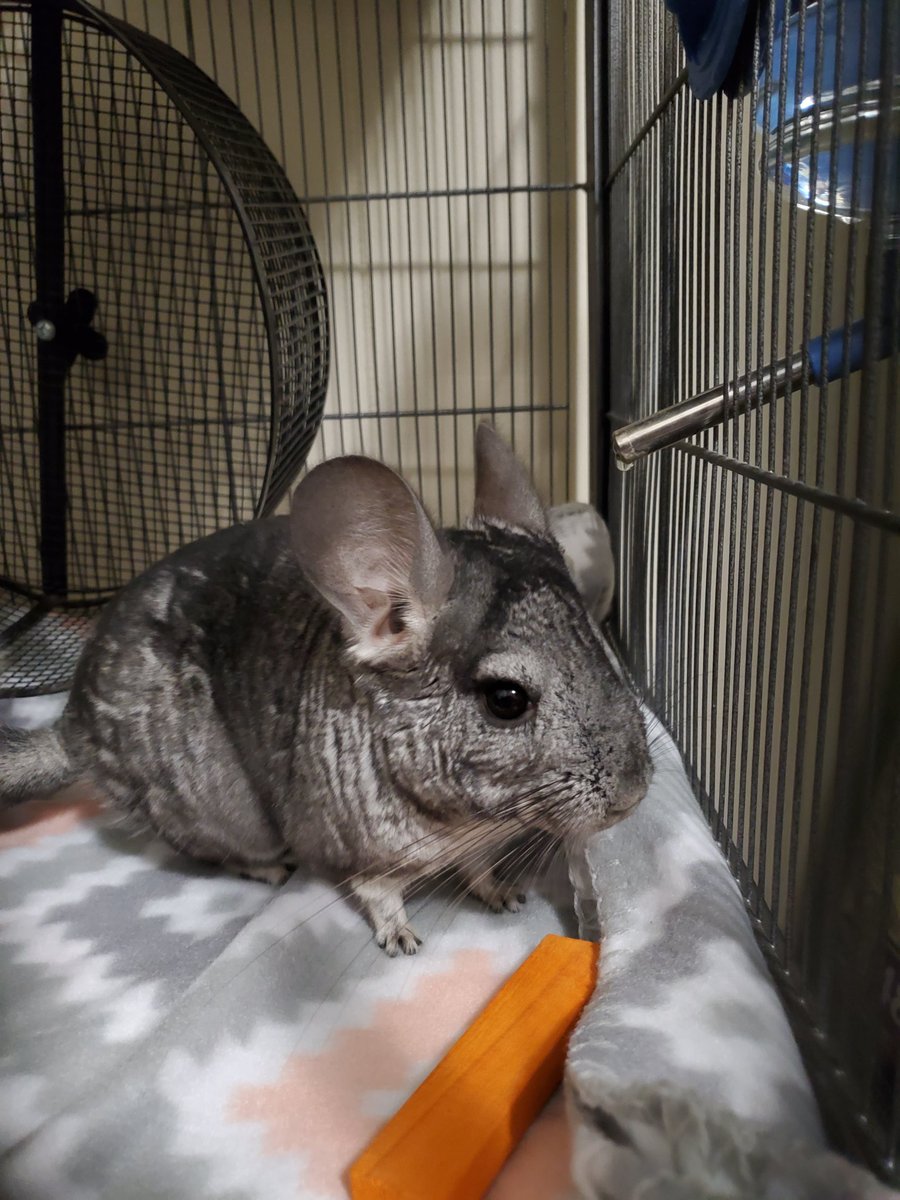 DamnitJan's tweet image. My new baby chinchilla. Nyx 😍