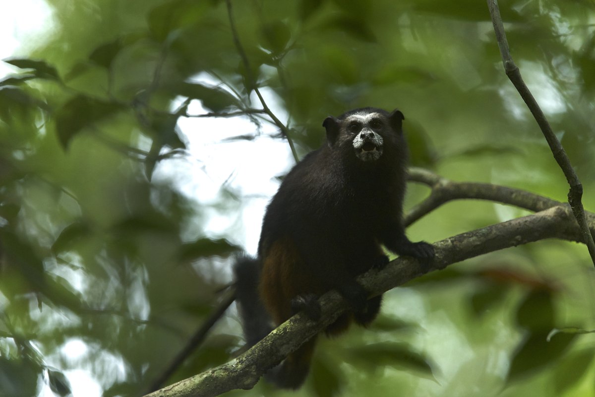 RainforestEx's tweet photo. Here 6 from the 8 monkeys you are able to see in the Tambopata National Reserve (PART 1 OF 2)
#8primates #biodiversity #wiredamazon #amazon #peru #wildlife #wildlifephotography #monkeys #junglemonkeys #peruvianmonkeys #spidermonkey #capuchinmonkey #conservation https://t.co/DLsQa9P5WE