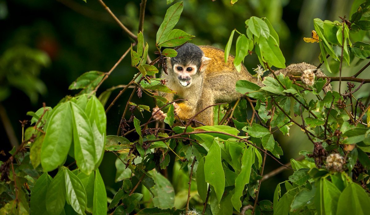 RainforestEx's tweet photo. Here 6 from the 8 monkeys you are able to see in the Tambopata National Reserve (PART 1 OF 2)
#8primates #biodiversity #wiredamazon #amazon #peru #wildlife #wildlifephotography #monkeys #junglemonkeys #peruvianmonkeys #spidermonkey #capuchinmonkey #conservation https://t.co/DLsQa9P5WE