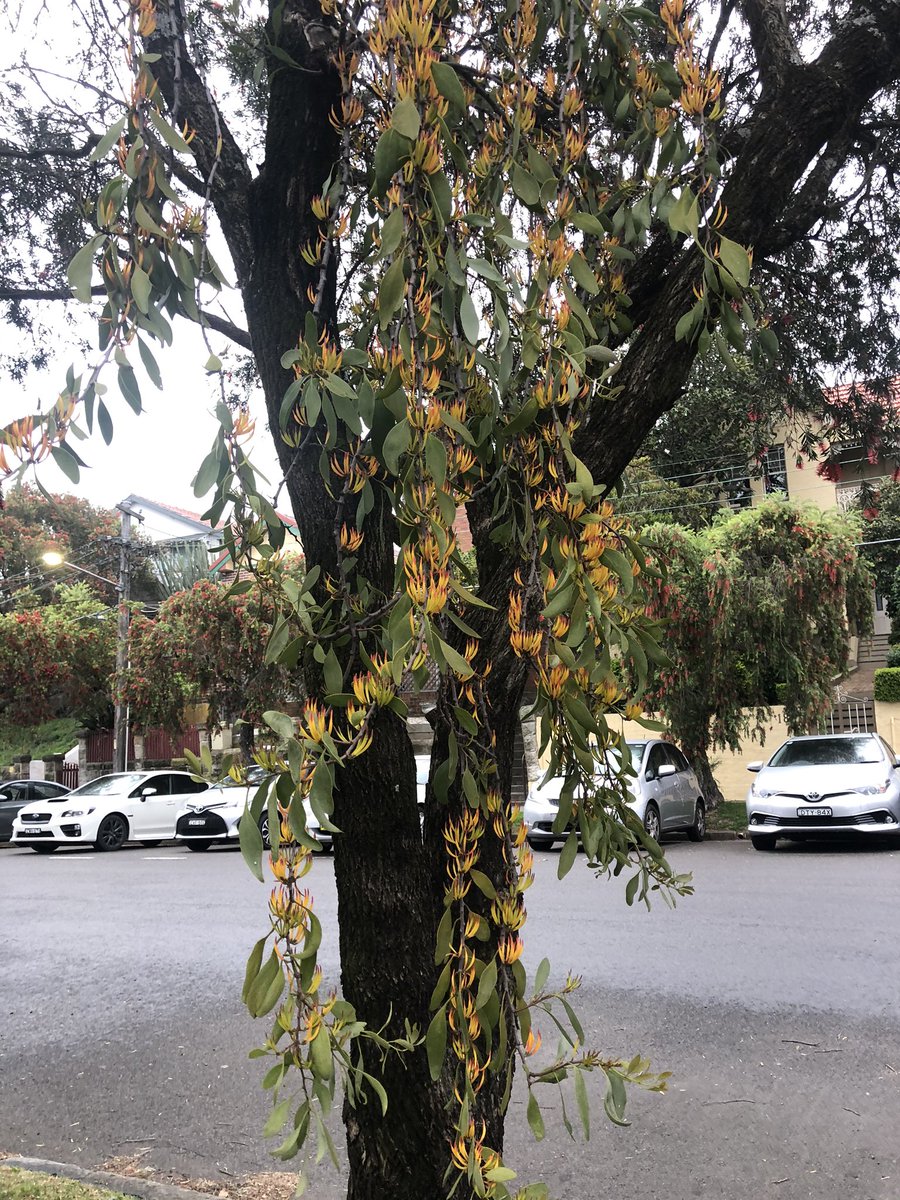 ThomHawthorne's tweet photo. Looks like street trees in Petersham make quality hosts. Check out the showy flowers on this mistletoe @D0CT0R_Dave https://t.co/Yq50g1ADp3