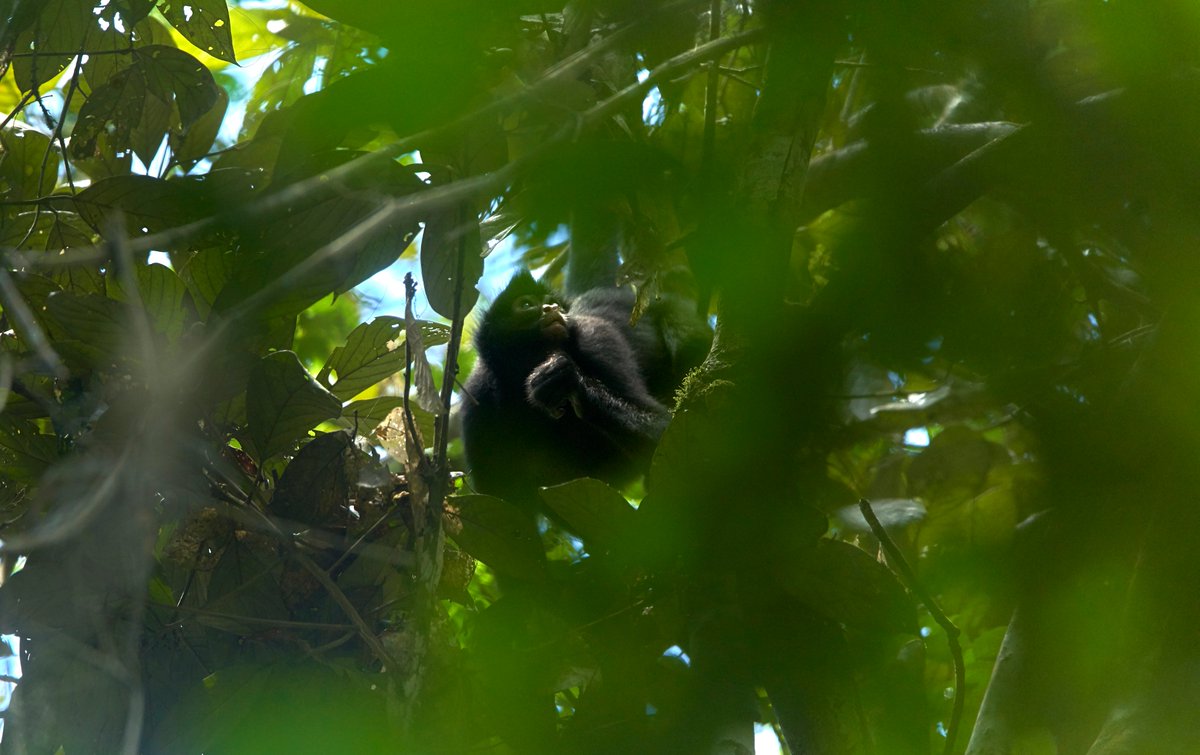 RainforestEx's tweet photo. Here the other 2 (in photos)from the 8 species you can find in the Tambopata National Reserve
The others missing will be Night monkeys and White Capuchin Monkeys
#8primates #science
#conservation #wiredamazon #amazon https://t.co/dndWI2iYNH