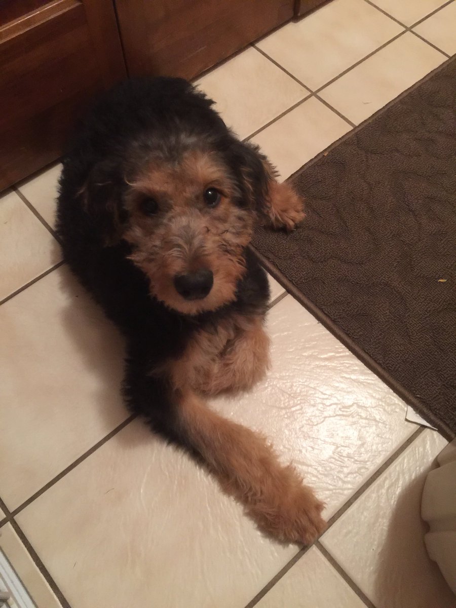 The saying is “It’s a dog’s life!”  But the truth is a dog’s life often completes a human’s life. This adorable Maggie is ready to call it a night 😘