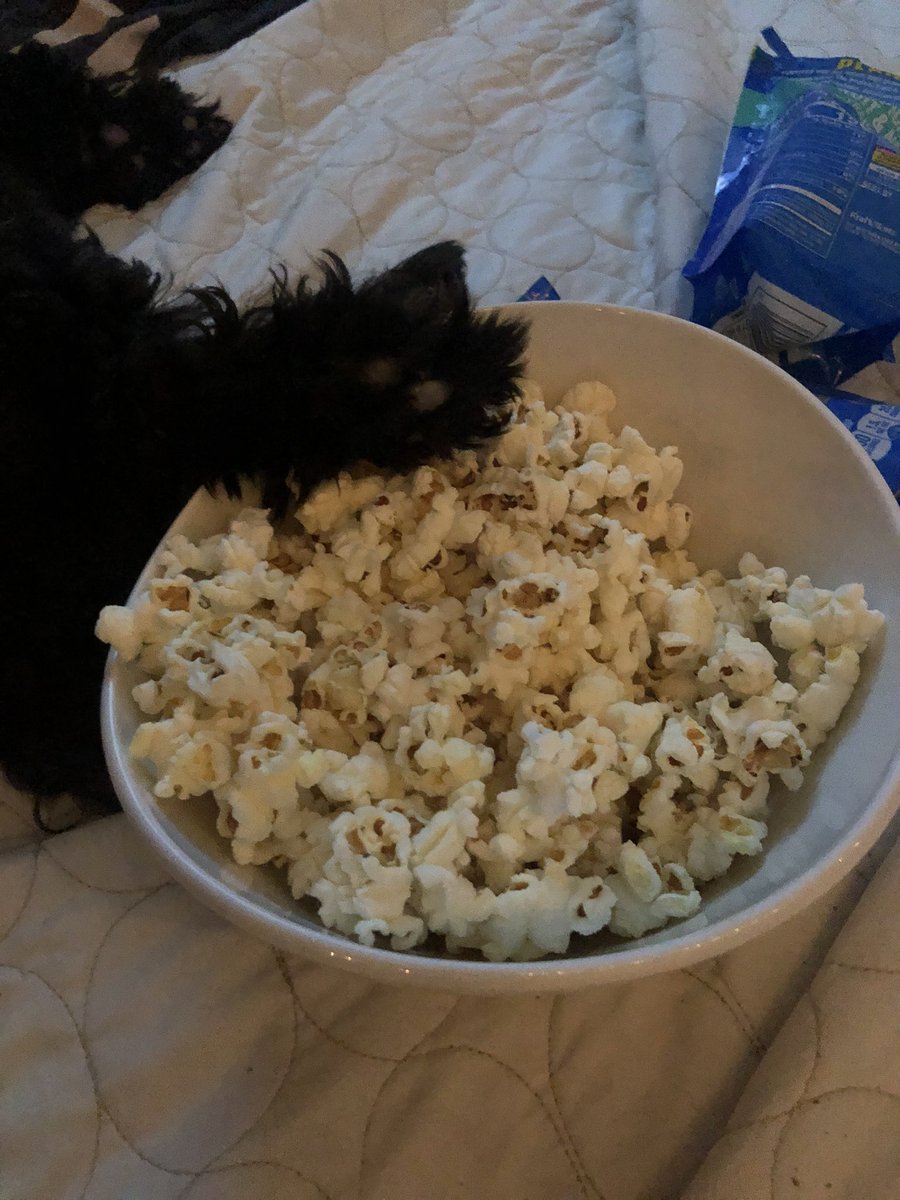 NotEdelweiss's tweet photo. Would you like some popcorn ? Excuse the foot of shih tzu #thisishowwelive https://t.co/B1UJ1qPgFc