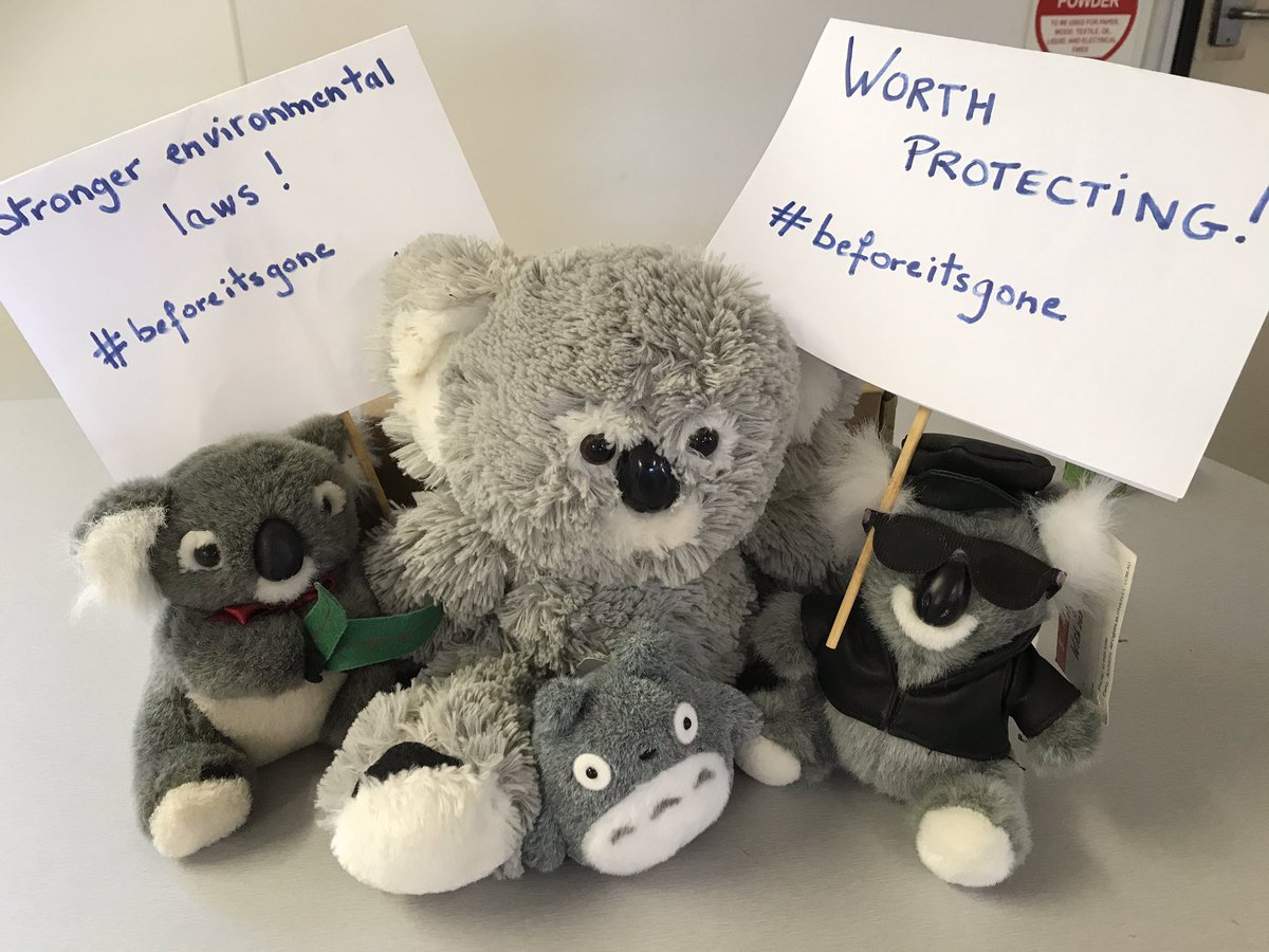 Make some noise for those without a voice! Today, stand together for stronger environmental laws for Australian wildlife! #beforeitsgone #PlushieProtest Support <a href="/AusConservation/">Australian Conservation Foundation</a> and all wild animals: post a picture of your favourite soft toy protesting for more Nature Protection!