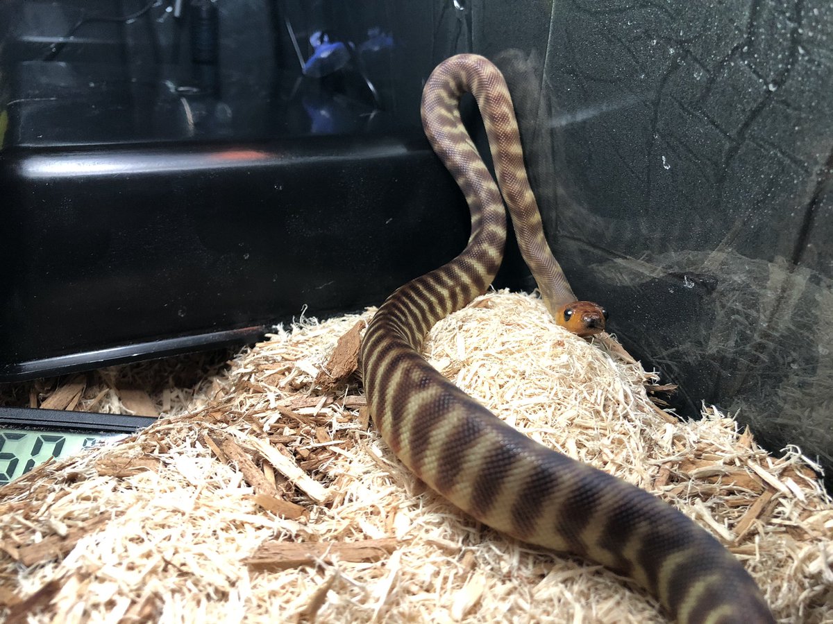 Xarallei's tweet image. Baby 🐍 #womapython