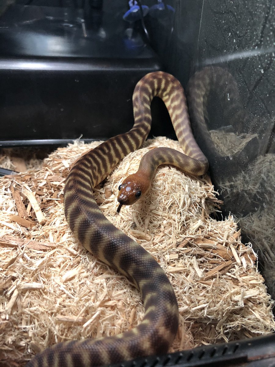 Xarallei's tweet image. Baby 🐍 #womapython