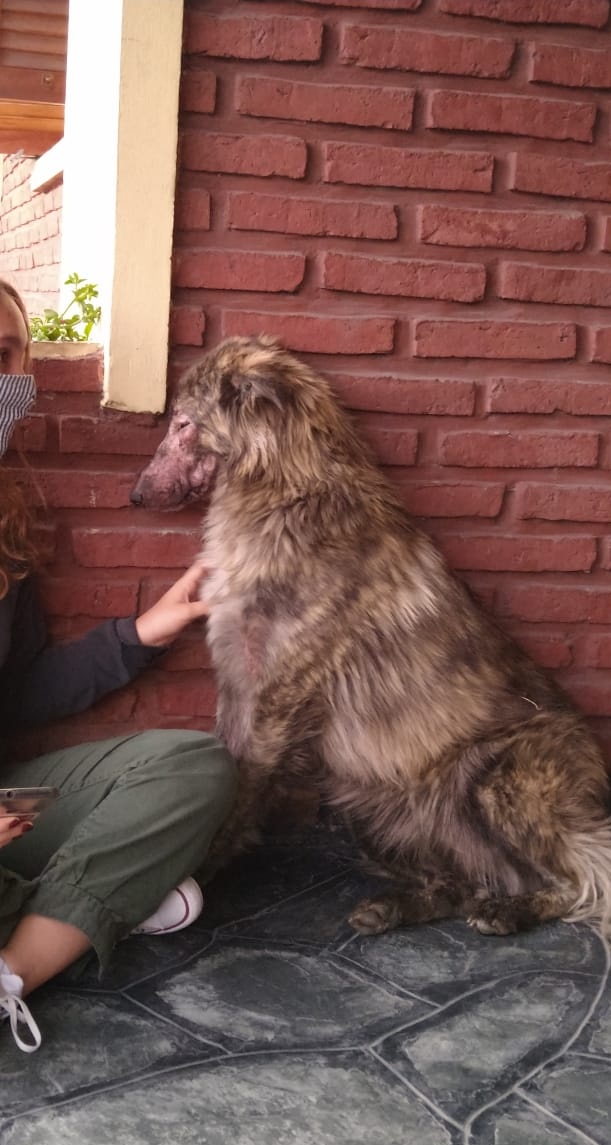 LuleeFlores's tweet photo. PORFAVOR DIFUNDIR❗ Encontré a esta perrita hoy en la calle y está con tratamiento por Sarna. Necesitamos conseguirle un lugar de tránsito hasta q termine con las dosis o un hogar. TODOS los gastos me hago cargo. Es buenísima, no ladra ni llora, necesita muchísimo amor 🧡 https://t.co/3GrEojMhAG
