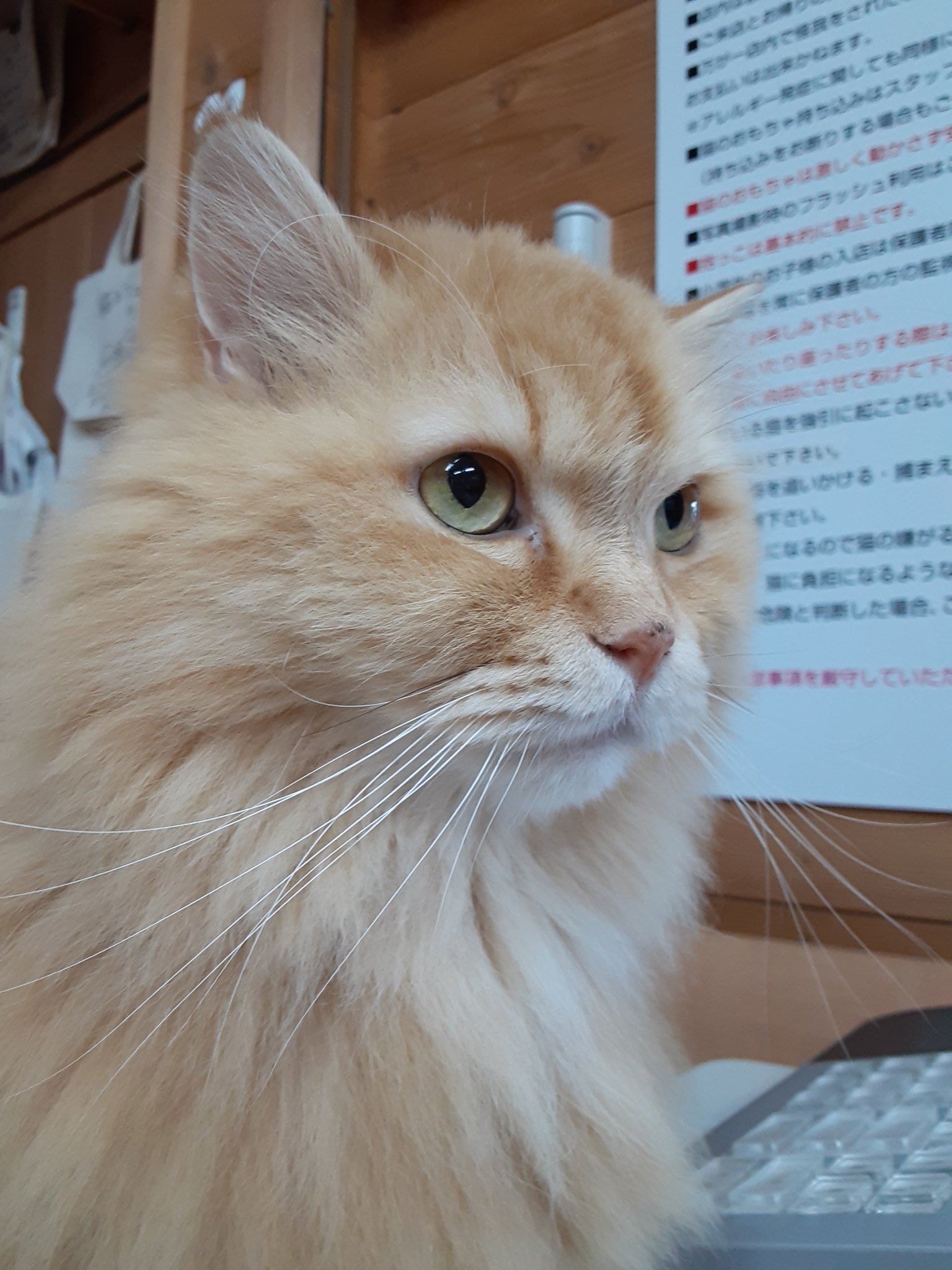 猫カフェちぐら Catcafe Chigura Twitter