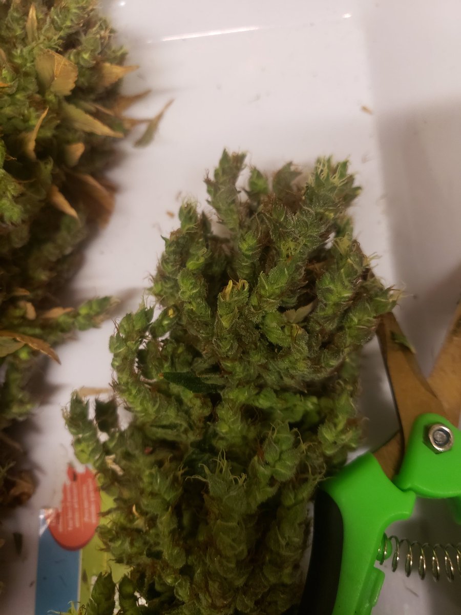 Stalkerx15's tweet photo. Harvesting and drying  pics  the uk cheese did the foxtail thing  oh well #CannabisNews #cannabisculture https://t.co/V6BqaoWE2M