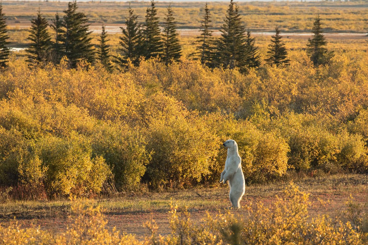 ChurchillWild's tweet image. Nanuk Polar Bear Lodge recently hosted a group of our Ininewak friends from nearby #YorkFactory First Nation while they collected berries, lived off the land &amp;amp; shared stories of their people, the land &amp;amp; their way of life. Thank you! bit.ly/3cIabnW #FirstNations