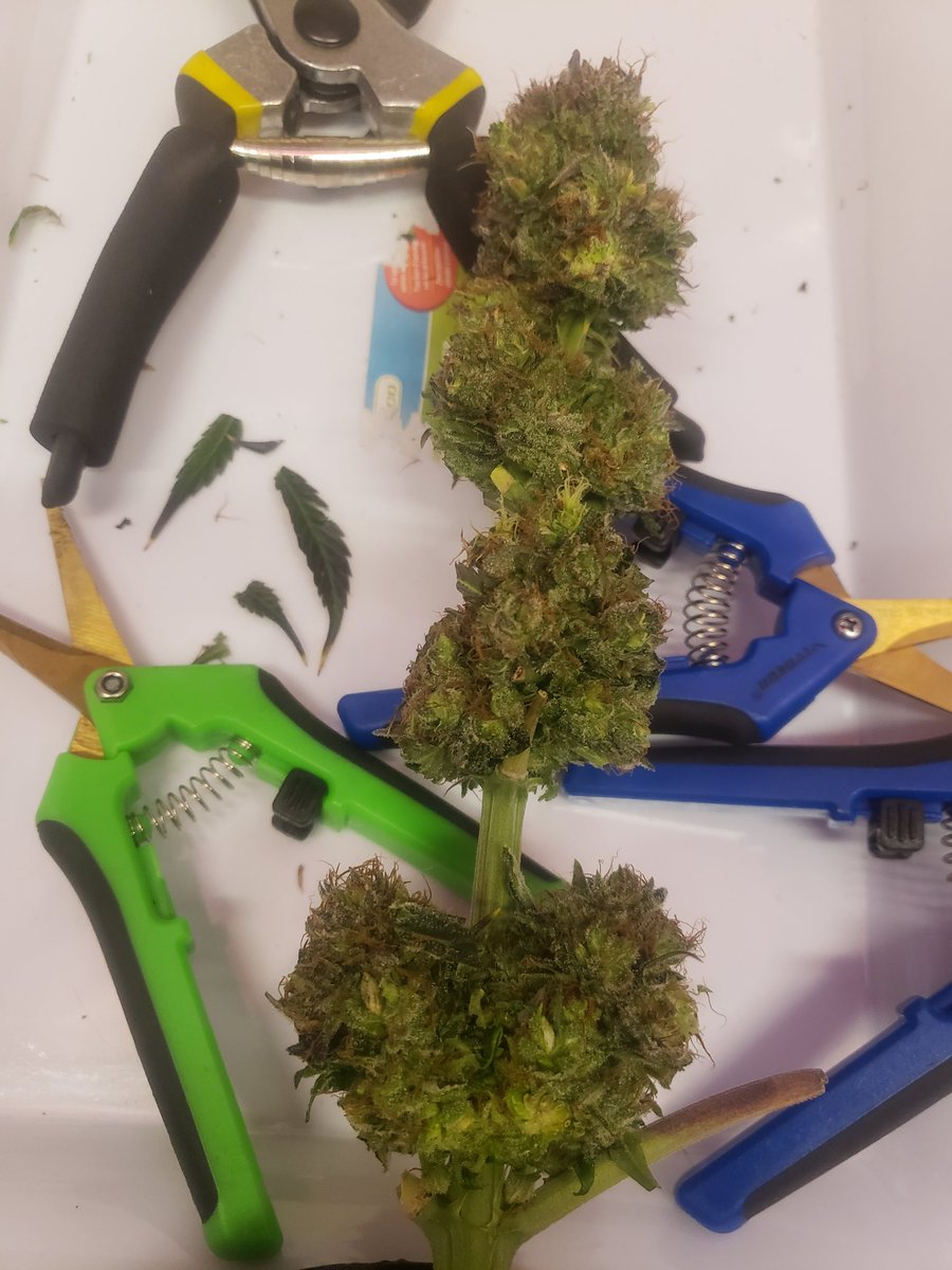 Stalkerx15's tweet photo. Grow 3 finished  11.35oz of smokeable buds . I got nothing currently growing.  .. oh my #CannabisCommunity #weedlife #weedstagram #smokingweed #getlit https://t.co/C2RoXyBCMj