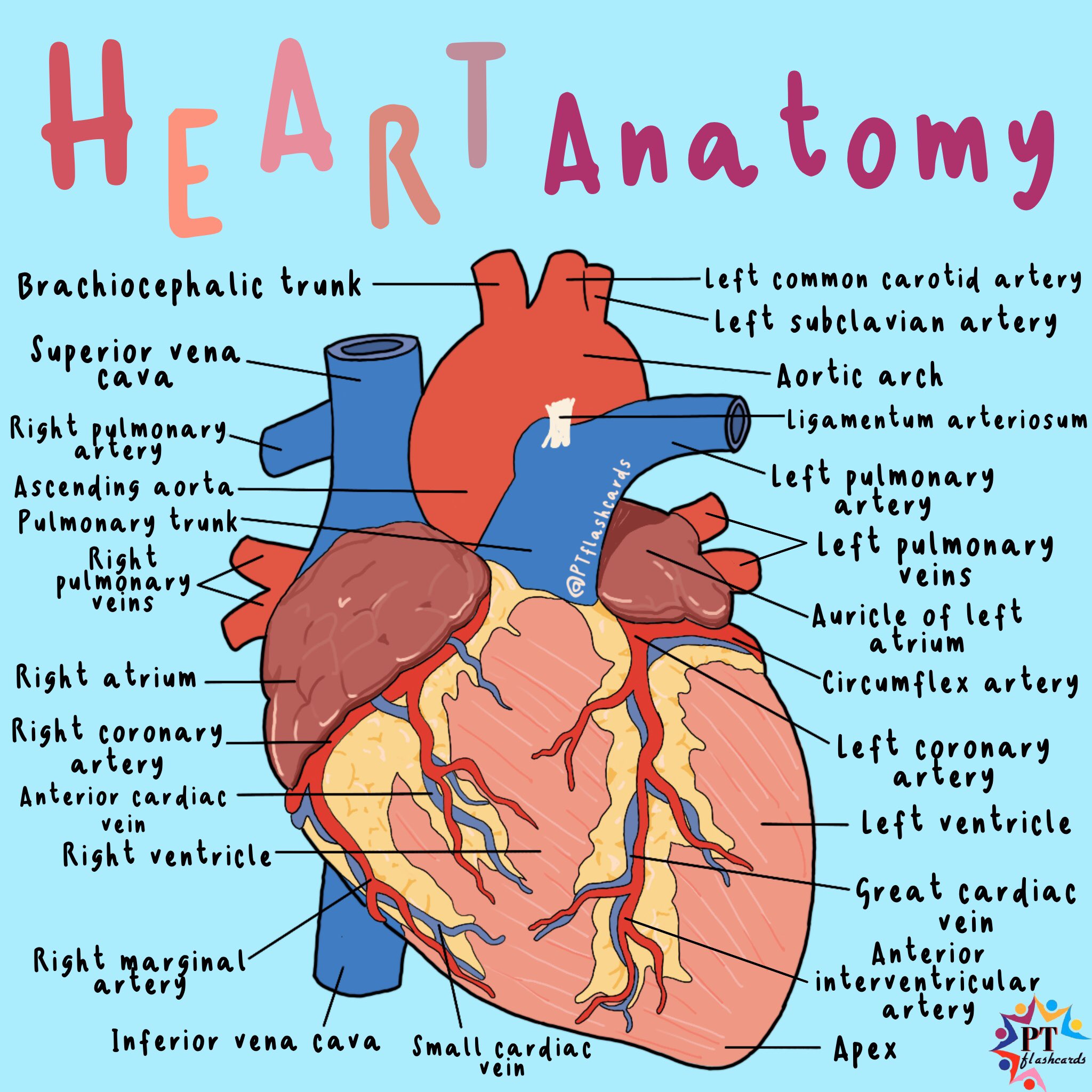External Heart Anatomy PPT Trace The Pathway Of Blood through The external-heart-anatomy-ppt-trace-the-pathway-of-blood-through-the