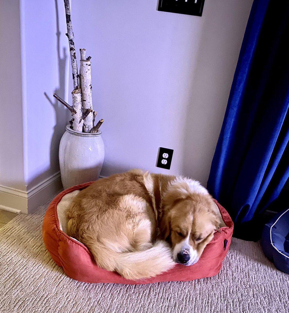 Big dog in a little bed....big dog in a little bed. 
#greatbernese
#bernesemountaindog