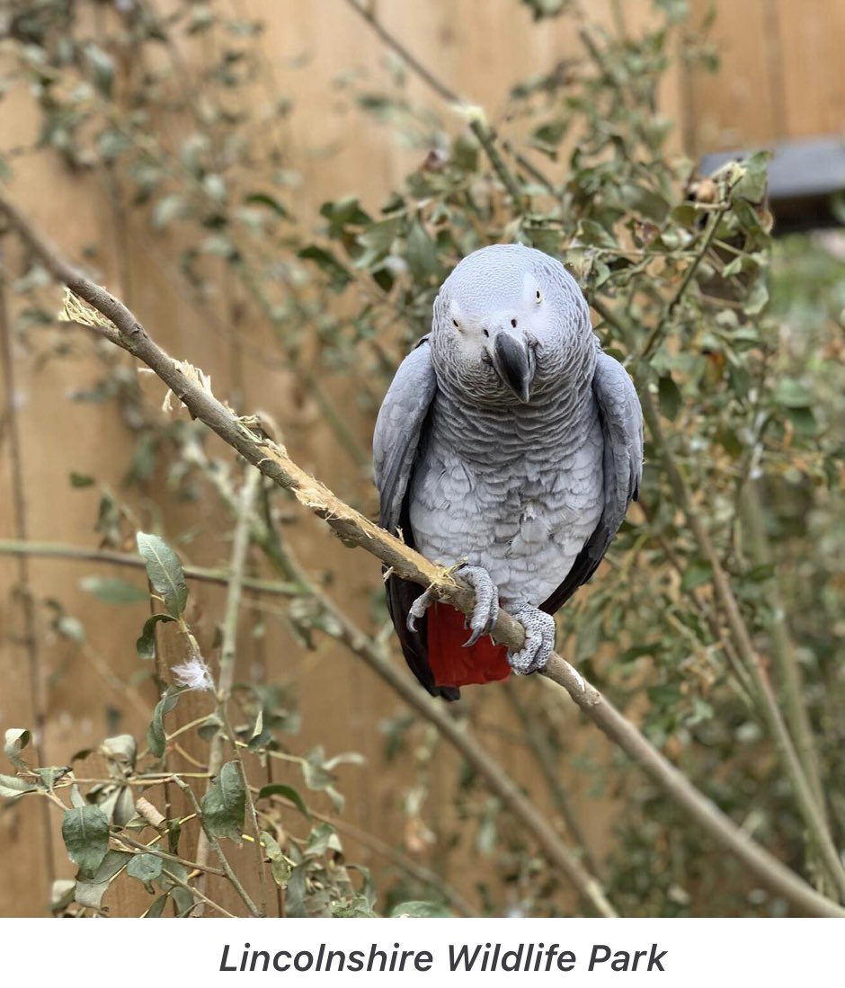 At the British zoo in Lincolnshire Wildlife Centre, had to separate  5 African parrots after the Birds were caught encouraging  each other to swear at guest. Must be liberal socialist parrots. #parrots  #Liberals #Conservatives