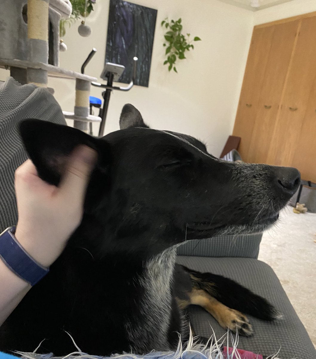 ColbyStudios's tweet photo. Relaxing on the couch and enjoying some good ear scritches. 🧘‍♀️
#coradog #cattledog #germanshepherd #dogsofinstagram #milwaukeedogs #dogsofmilwaukee #couchpotato #goodestgirl #studiobeast https://t.co/6C2tfG8soA