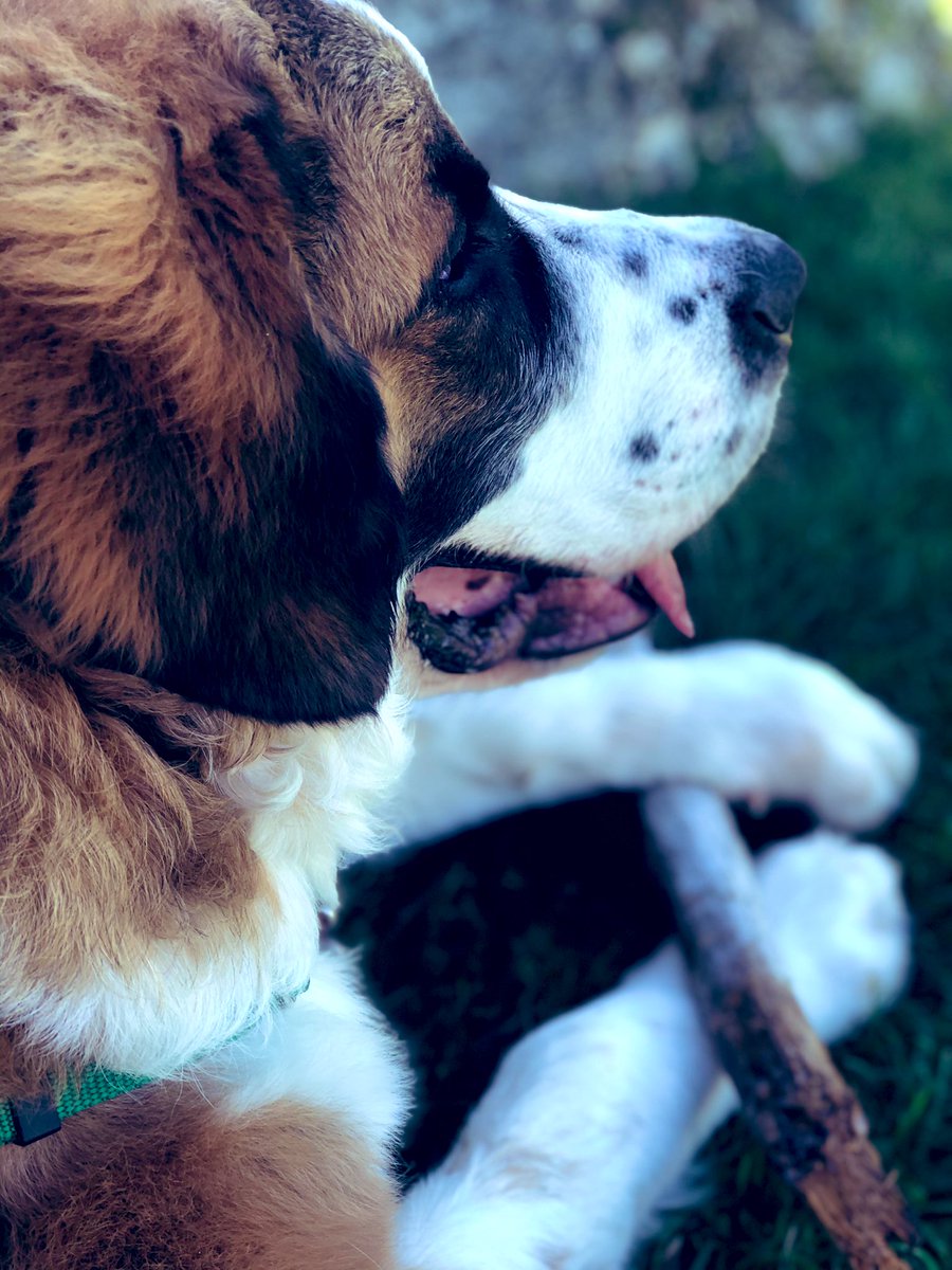 ThorTheSaint's tweet photo. Mom’s handsome model. https://t.co/o3BFNel1LI