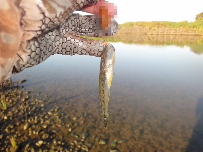 相模川へ。初のハゼクラは実は相模川だったの…
河口から上へ2キロいろんなタイプの地形水深水底があるのであまり釣れないけどハゼクラがどういうものか理解するのに優れた川。自分は1発で理解しました。来年はぜひ!
そして自分最初の海釣りは穴釣りになりました。
え～テトラ危険です。死にますね 