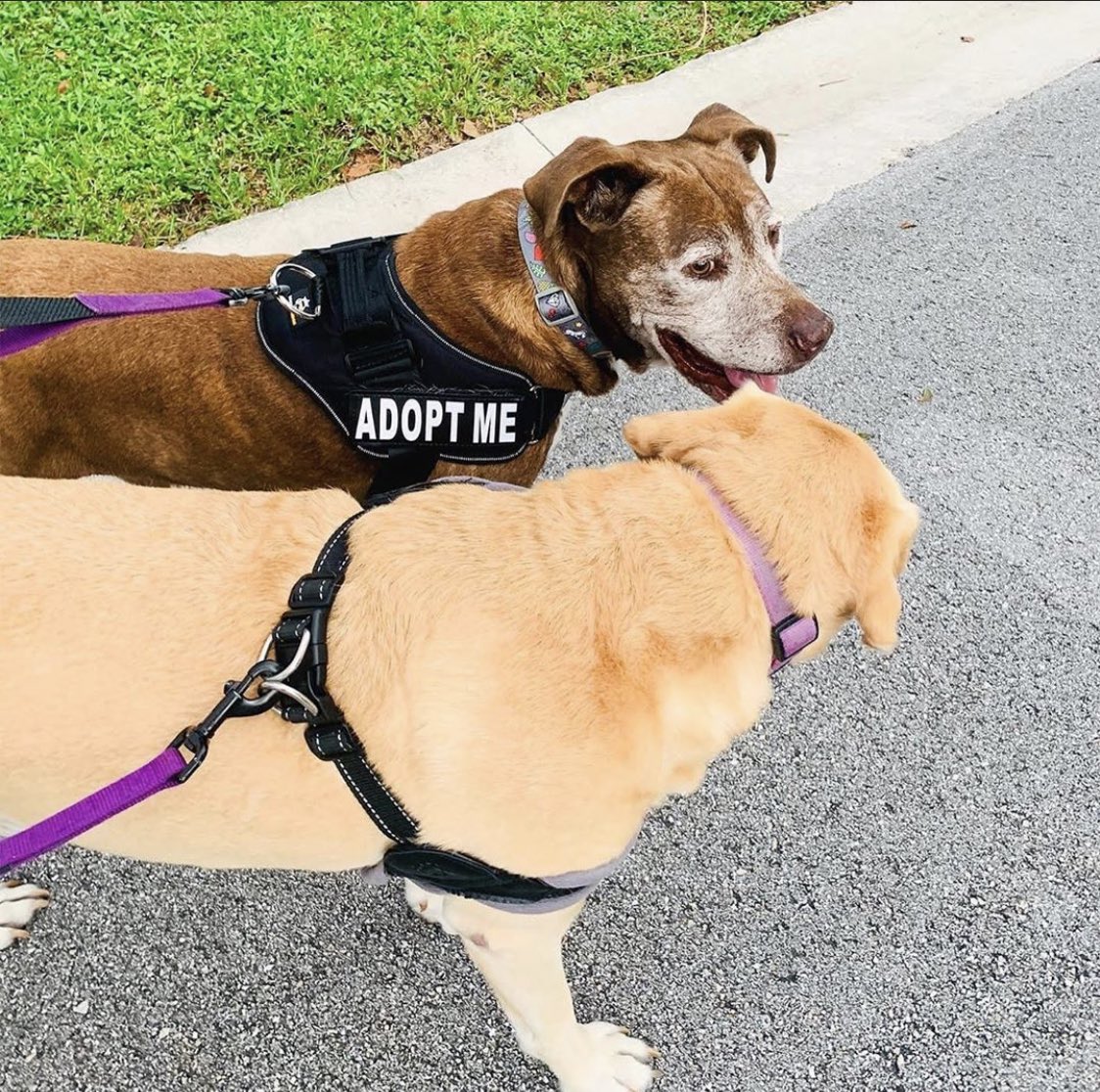 WEST PALM BEACH, FL | Marcus has been moved into foster care after his first feature on SSD! But, Still looking for his forever home!
instagram.com/p/CFxcEEGBRTb/
For info: bornfreepetshelter@gmail.com

#seniordog #adoptme #adoptable #adoptdontshop #ageisaprivilege #WestPalmBeach #FL