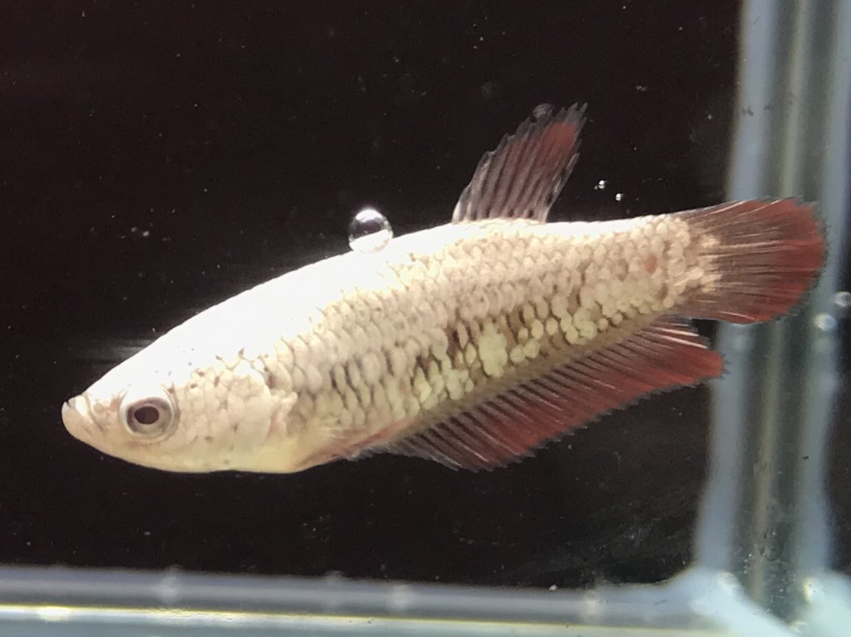 تويتر 小さな熱帯魚の店 レインボー 小虹 の人たち على تويتر レッドサムライベタ ペアです カッコイイですねw プラカット ショーベタ ベタ 改良ベタ サムライ レッドサムライ 熱帯魚 T Co Gz3rxmadys