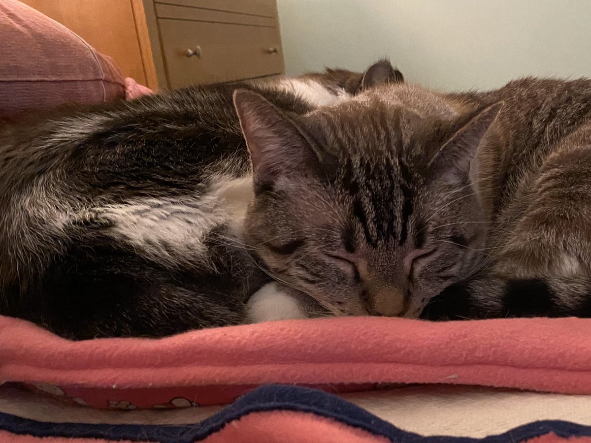 ItsMeDeaner's tweet photo. Deans favorite time of night .. #theCuddle https://t.co/5EvY42pLK7