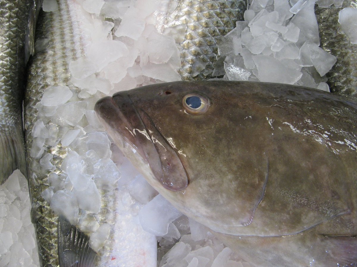 Thank you to <a href="/USDA/">Dept. of Agriculture</a> and <a href="/USDA_AMS/">USDA Ag Mktg Service</a> for supporting <a href="/LocalCatch/">Local Catch Network</a> <a href="/UMaine/">University of Maine</a>. Very excited for the opportunity to expand and support local and regional seafood systems in the US: bit.ly/36kxBP5