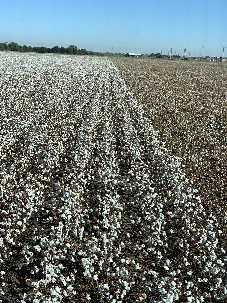First <a href="/PhytoGenCotton/">PhytoGen Cottonseed</a> innovation trial harvested today @ Medford, OK. Really nice dryland cotton. 8oz Folex, 20oz Ethephon 15 days ago and again 8 days ago. 2.5-3 bale range preliminary estimates.