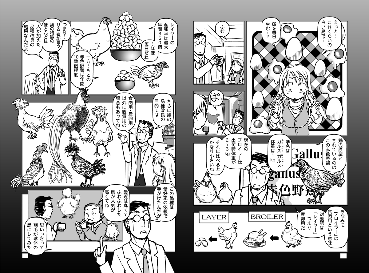 2013年に描いた漫画の電子配信を準備中。「鶏についての雑学」をまとめたこの2ページが自分でも結構気に入っている。 