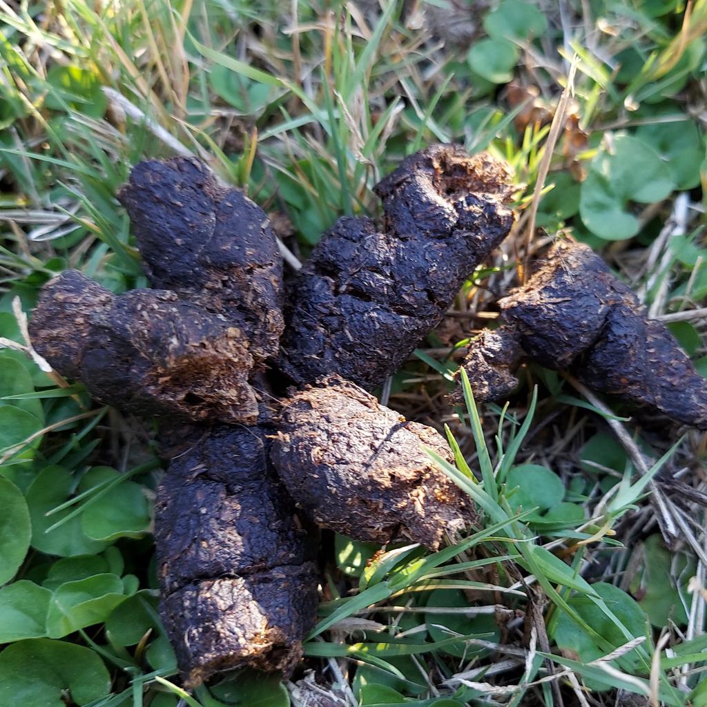 That debate was the worst thing I've ever seen, and I made this:

#PresidentialDebate2020 #PresidentialDebates2020 #PresidentialDebates #PresidentialDebate #debate #election #Trump #Biden #President #dog #dogs  #DogsOfTwitter #MongrelBrothers #mongrel #mongrels #mutt #mutts