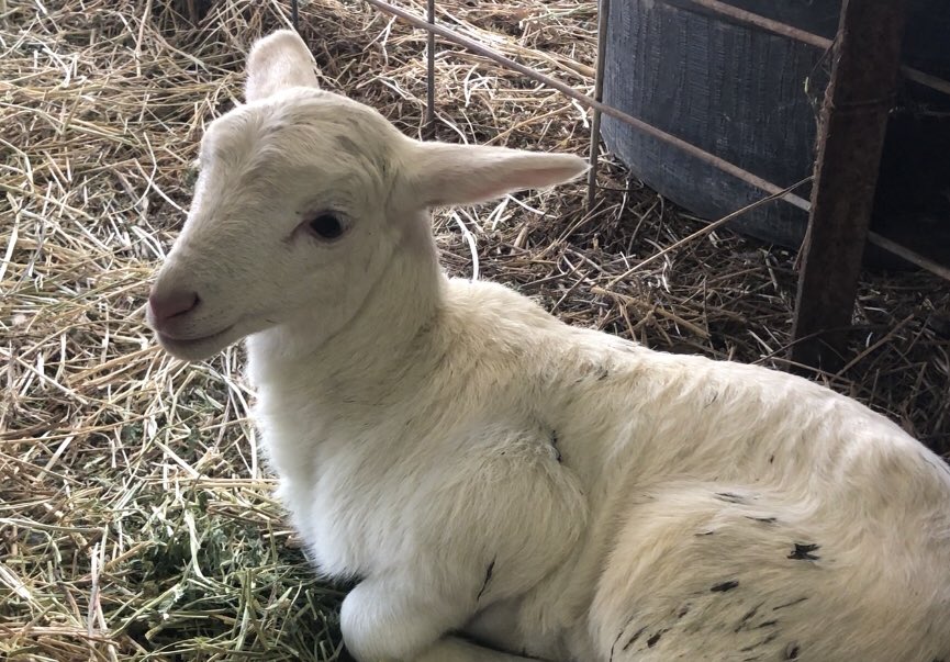 CaraCrissy's tweet photo. This little one made her debut today! 💗 https://t.co/uCc55IAhQg