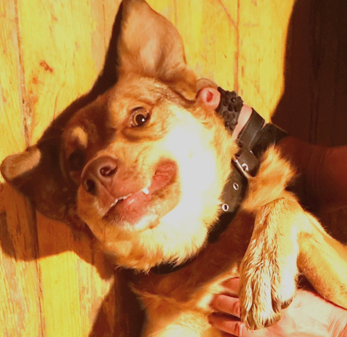 daisydogdiary's tweet photo. That face!!! So many toads and such a huge garden. Every night she licks them and they secrete poison. Only enough to make her dribble and feel disgusted and ask Mummy to wash her mouth out. She never learns..
#dogsandtoads https://t.co/McVa032weF