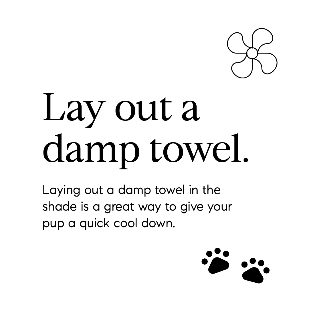 Bouncewilliams's tweet photo. Tips to keep your pup cool! 

#HeatDuringFall #KeepCool #AgentsOfCompass #Compass #CompassRealEstate #FindYourPlace #BounceWilliams #LetsBounce #LosAngeles #Brentwood #SantaMonica #LosAngelesRealtor #RealEstate #LosAngelesRealEstate https://t.co/txDElT7urs