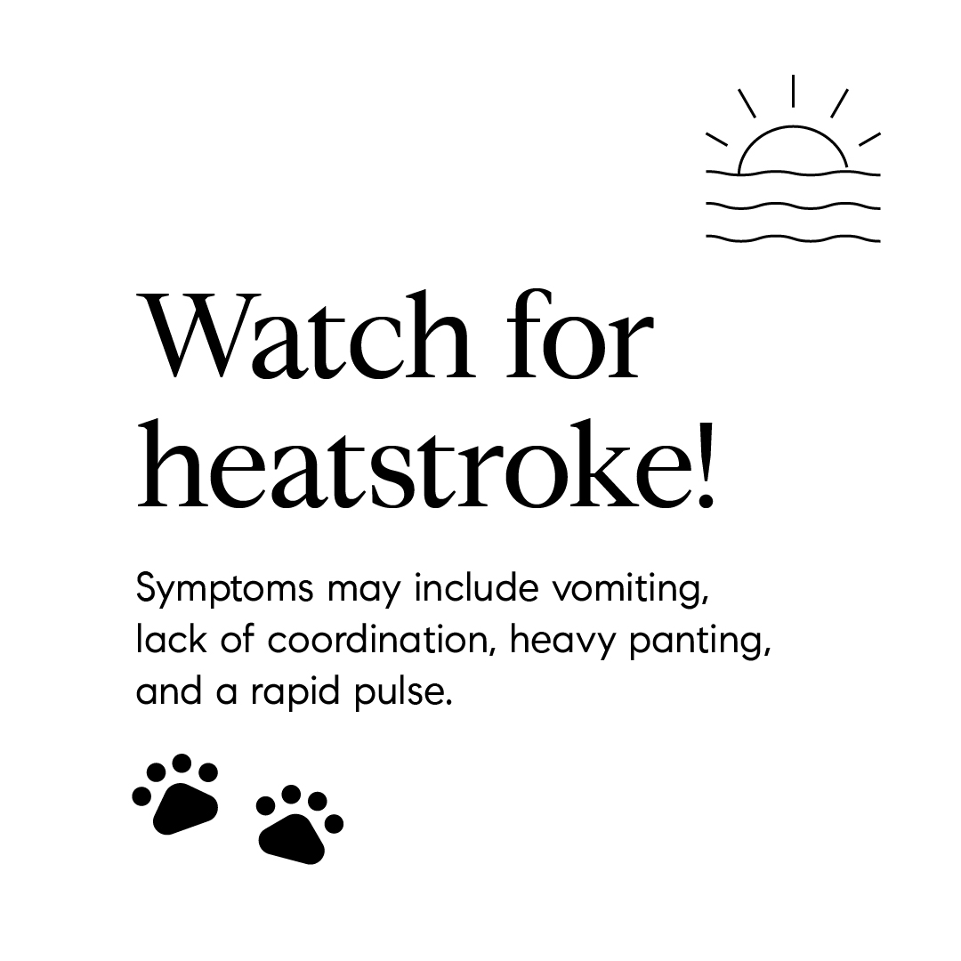 Bouncewilliams's tweet photo. Tips to keep your pup cool! 

#HeatDuringFall #KeepCool #AgentsOfCompass #Compass #CompassRealEstate #FindYourPlace #BounceWilliams #LetsBounce #LosAngeles #Brentwood #SantaMonica #LosAngelesRealtor #RealEstate #LosAngelesRealEstate https://t.co/txDElT7urs