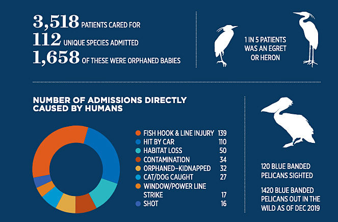 small white dog curly hair