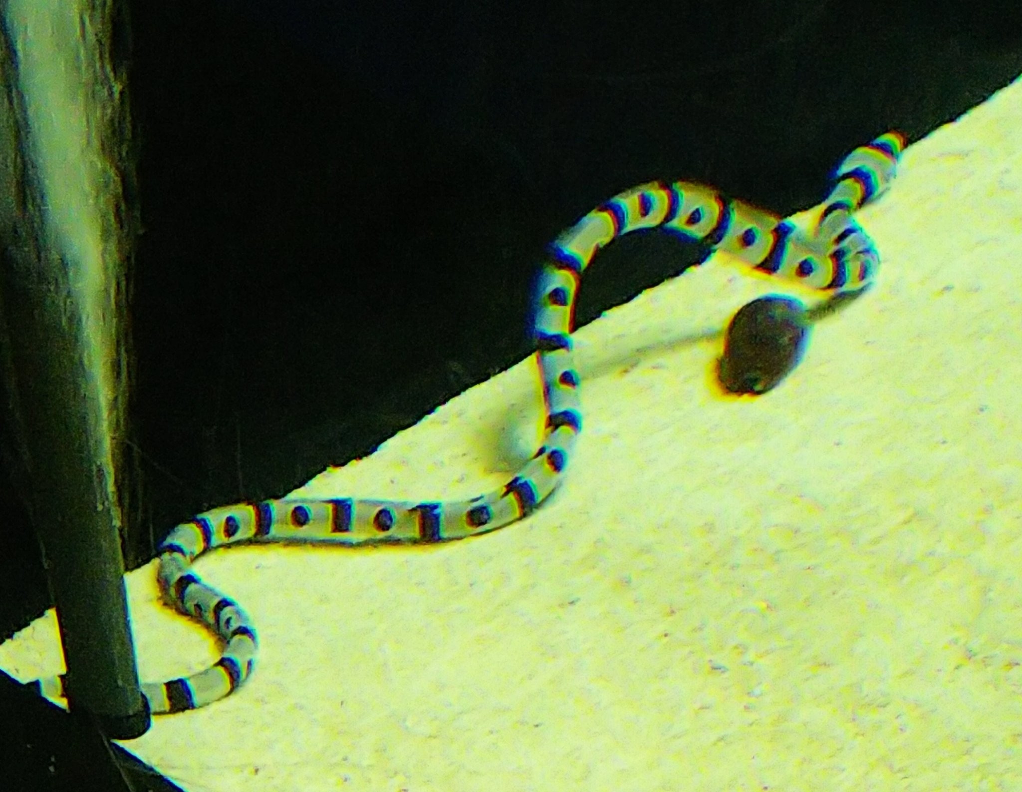 Taka C 実はウミヘビには 爬虫類 と 魚 の2種類が存在する 爬虫類のウミヘビの多くは目立つ模様に加え コブラと似た性質の毒を有している 魚のウミヘビはそんな爬虫類のウミヘビに擬態する事で身を守っているのだ さて どちらが爬虫類 魚かわかる