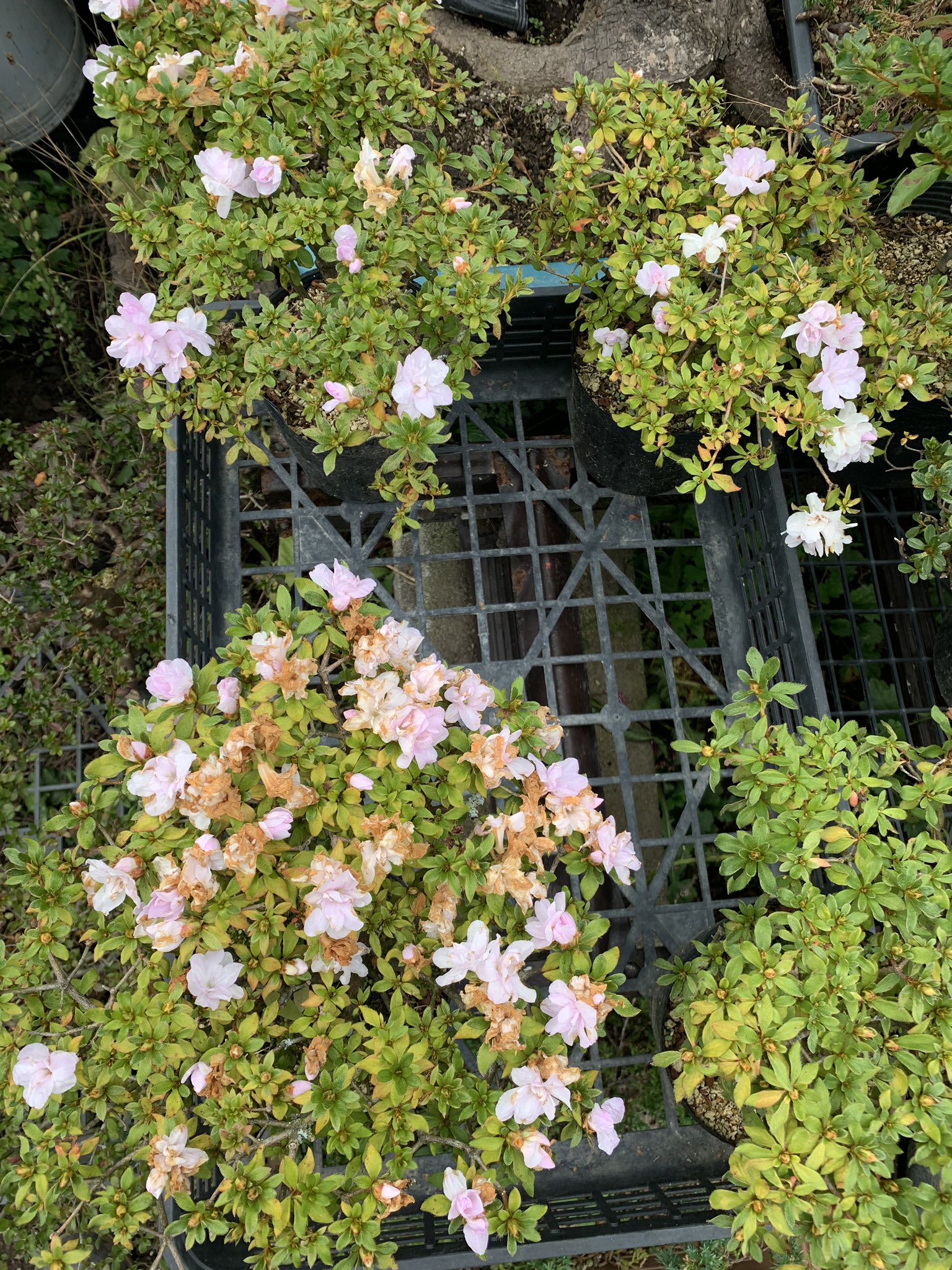 D6【深山の宴 八重咲ミヤマキリシマツツジ】☆高山植物☆山野草☆盆栽