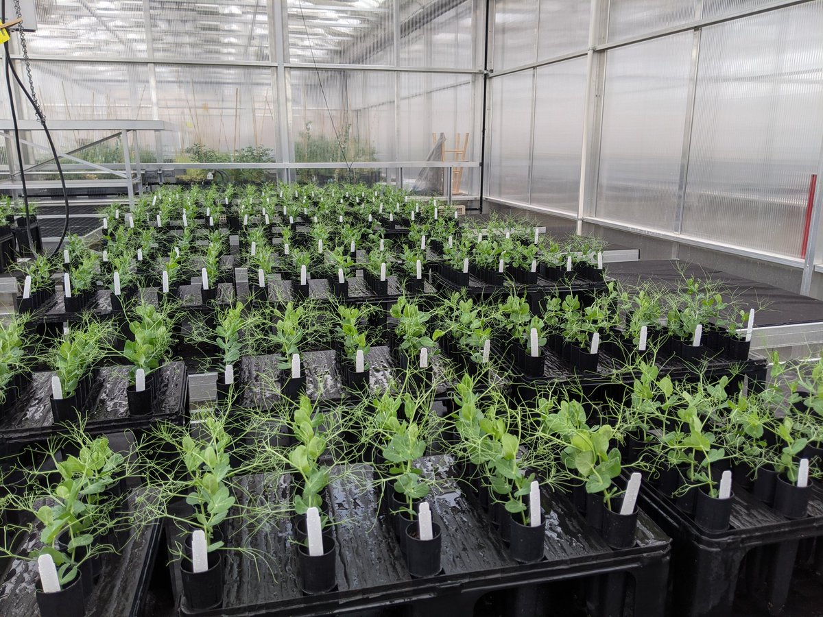 Dimitri Fonseka tweet media