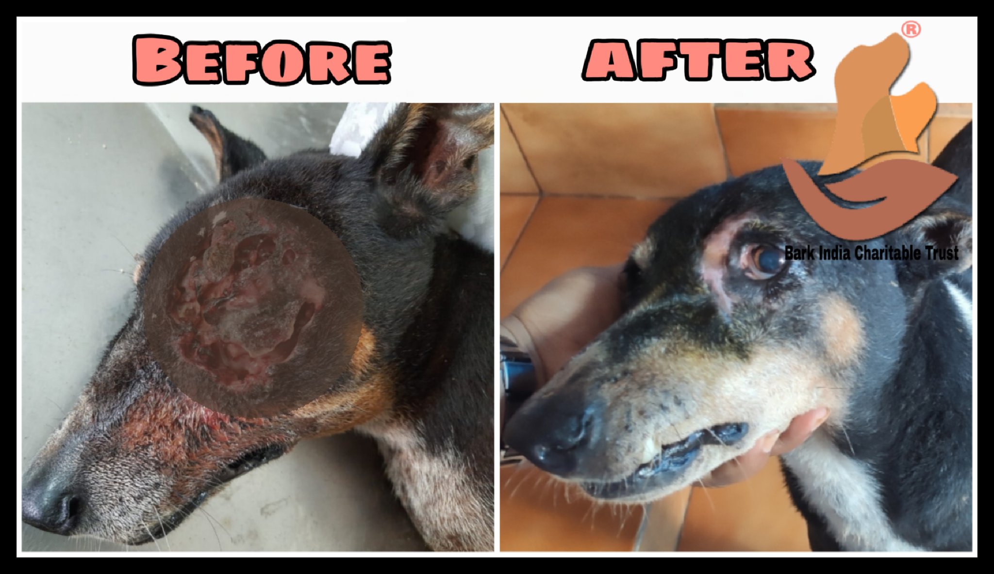 Bark India Charitable Trust on X: Street dog affected with maggot