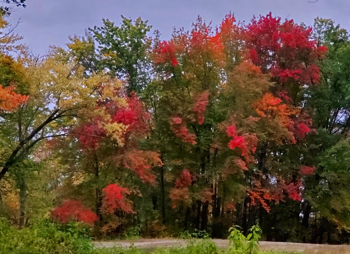 gorgeous_pix's tweet image. Huge trees in autumn. From u/LeannaVerdecanna on /r/mostbeautiful #hugetrees #autumn #mostbeautiful